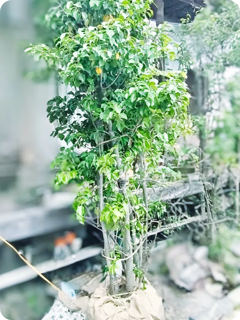 庭木の植栽