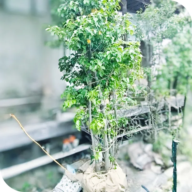 植栽・移植サービス写真