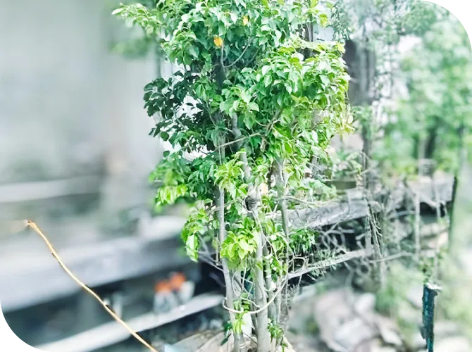 移植・植栽